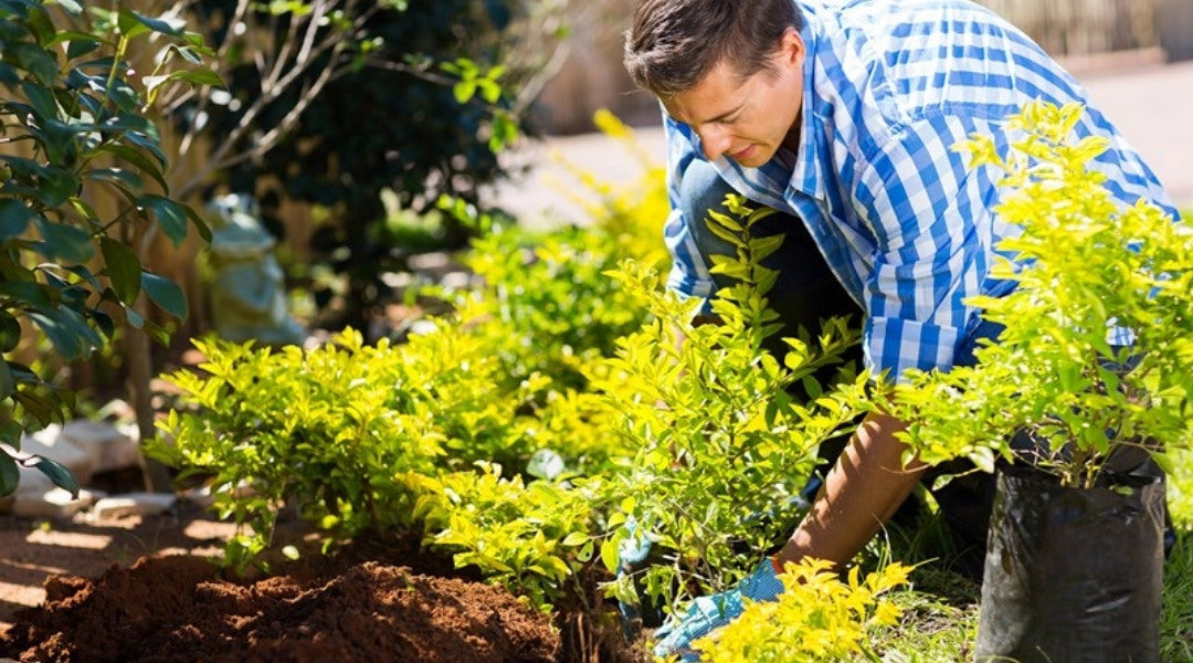 Exploring Essential Landscaping Products