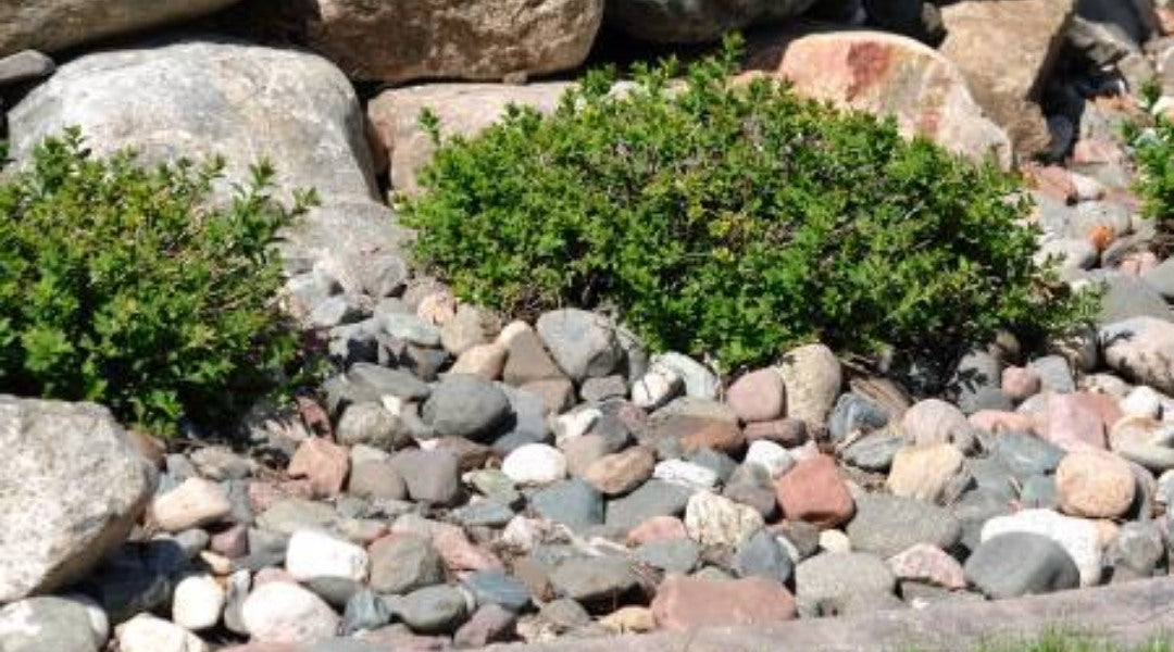 The Beauty of Boulders